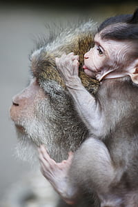selective focus photography of primates thumbnail