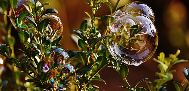 photography of bubbles on green leaved plant thumbnail