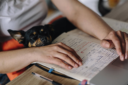 Woman working on her laptop with her dog thumbnail