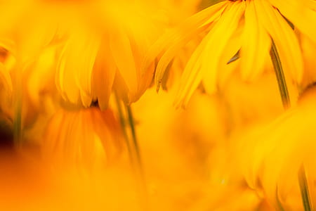 yellow daisy flowers thumbnail