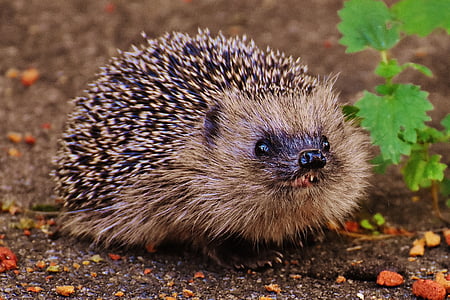 shallow focus photography of brown and black hedgehog thumbnail