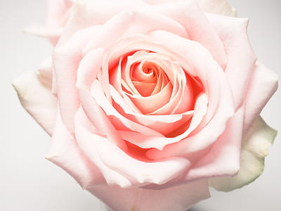 closeup photo of pink rose thumbnail