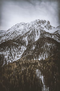 photo of trees covered with snow ]\ thumbnail