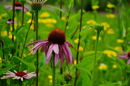 purple petaled flowers thumbnail