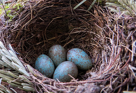shallow focus photography of blue eggs in nest thumbnail