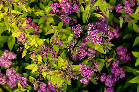 closeup photography of pink pentas flowers thumbnail