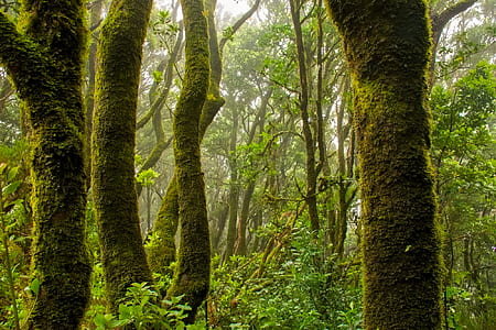 landscape photo of green trees thumbnail