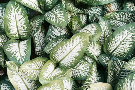 green leaves thumbnail