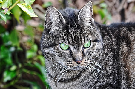 gray tabby cat stands near green leaf thumbnail