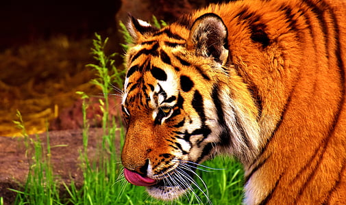 orange Bengal tiger thumbnail