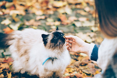 person giving food to long-fur brown and black cat thumbnail