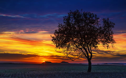 bare tree during golden hour thumbnail