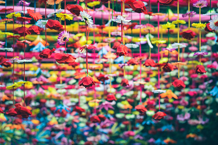 close up photography of variety of flowers hanging together thumbnail