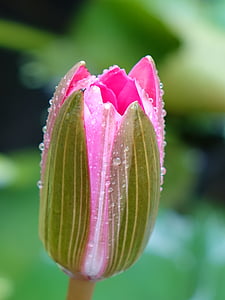 selective photography of pink flower bud thumbnail