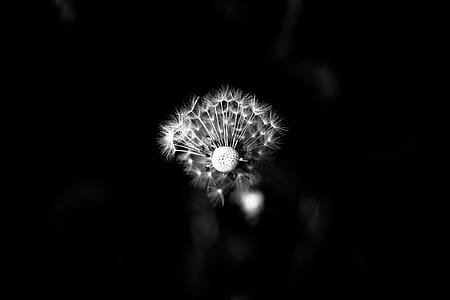 grayscale photography of flower thumbnail