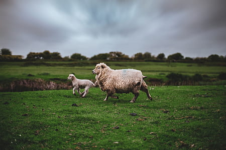 two white sheep near cliff thumbnail