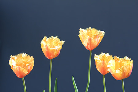Tulips, Yellow Orange Tulips thumbnail
