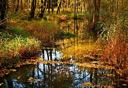 dried leaves on top of body of water thumbnail