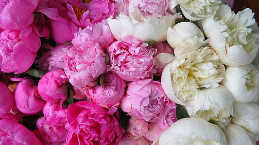 white and pink petaled flowers thumbnail