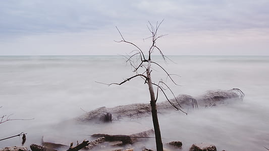 scenery of bare tree thumbnail