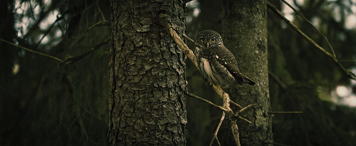 black and gray bird on tree stem thumbnail
