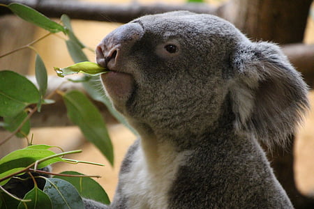grey koala eating eucalyptus leaves thumbnail