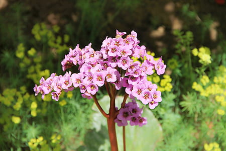 pink bergenia flower in close-up photography thumbnail