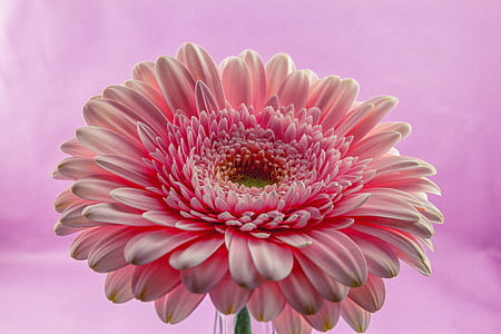 shallow focus photography of pink flower thumbnail