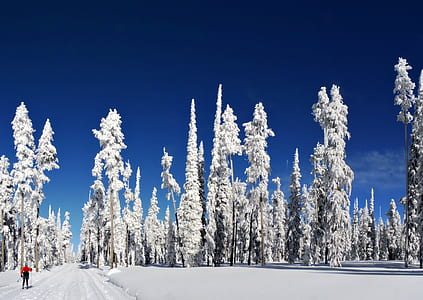 landmark photography of snow forest thumbnail