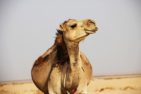 brown camel in shallow focus photography thumbnail