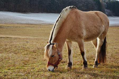 beige and brown horse on grass field at daytime thumbnail