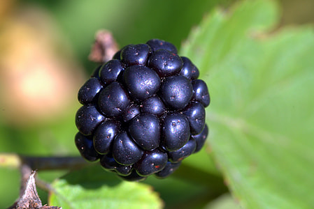 Black Raspberry, Blackberry thumbnail