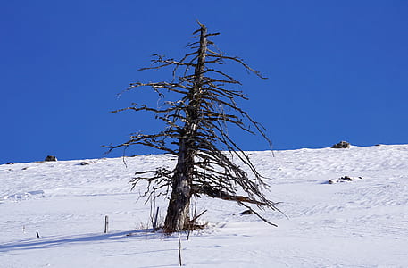 bare tree in the middle of snow covered field at daytime thumbnail