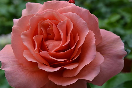 closeup photography of pink rose thumbnail
