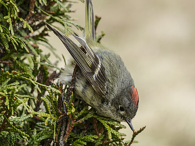 Chipping Sparrow, Sparrow thumbnail