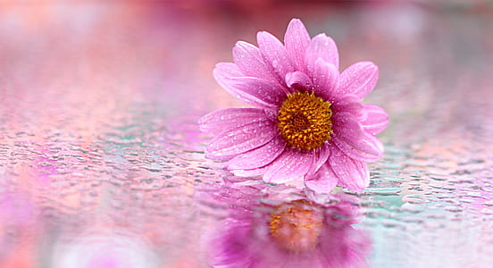 selective focus photograph of pink daisy thumbnail