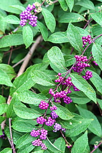 Plant with purple berrie and wet, green leaves thumbnail