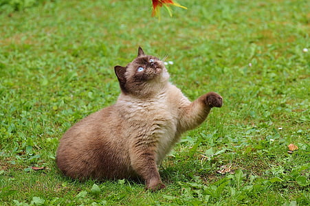 brown cat on green grass thumbnail