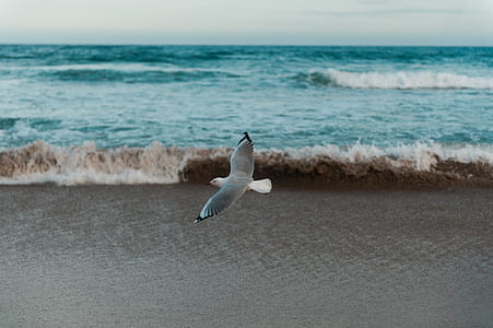 aerial view photography of flying gull above shore thumbnail