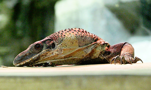 South Asia Monitor, Reptile thumbnail