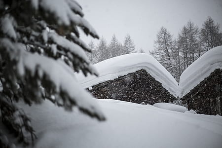tree covered with snow thumbnail