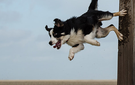 Border Collie, Dog Trick, Dog Show, dog show trick, beach, pole jump thumbnail