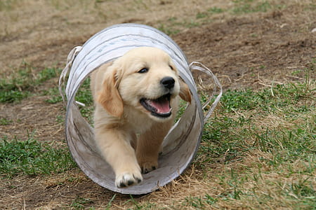 golden retriever puppy playing can outdoor thumbnail