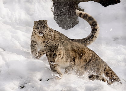 two leopards running in snow field thumbnail