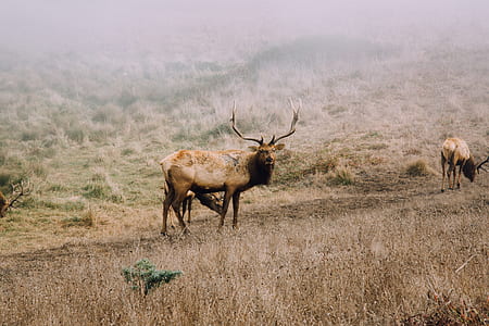 wildlife photography of brown moose thumbnail