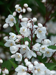 Maiblumenstrauch, Deutzie thumbnail