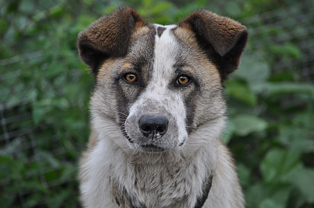 short-coated tan and white dog on selective focus photo thumbnail