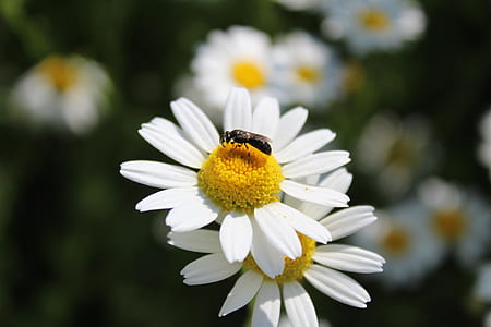 white and yellow daisies with bee thumbnail