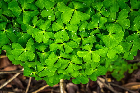close-up photo of green plants with dew drops thumbnail