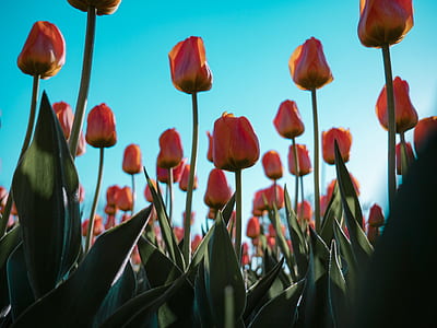 pink petaled flowers at daytime thumbnail